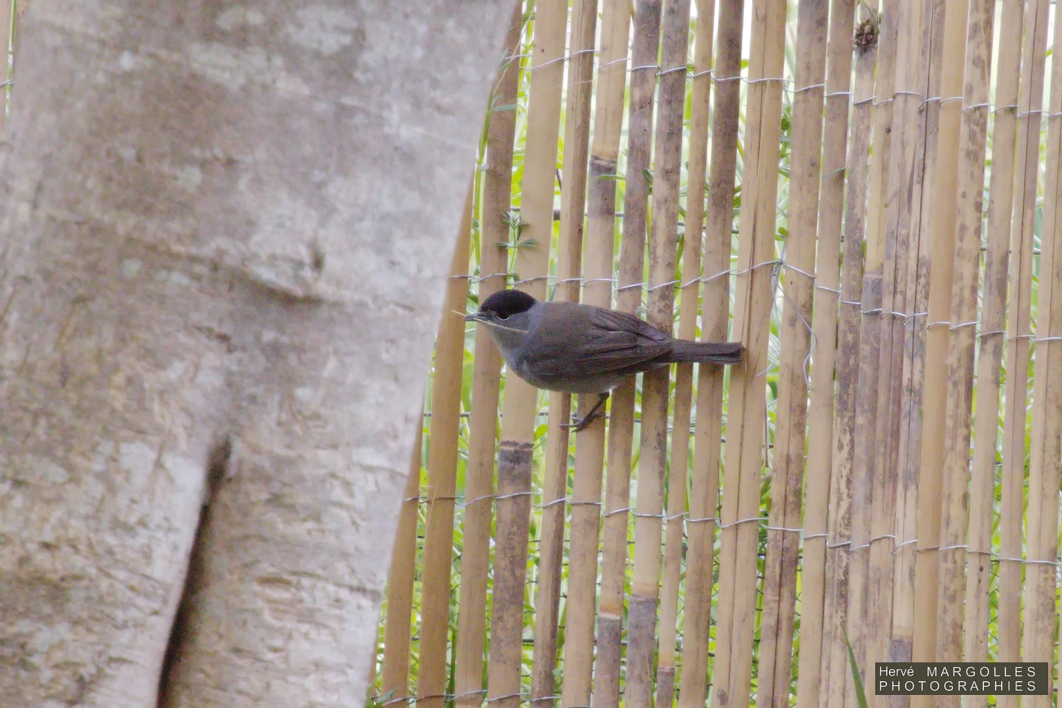 Fauvette tete noire Male-02.jpg